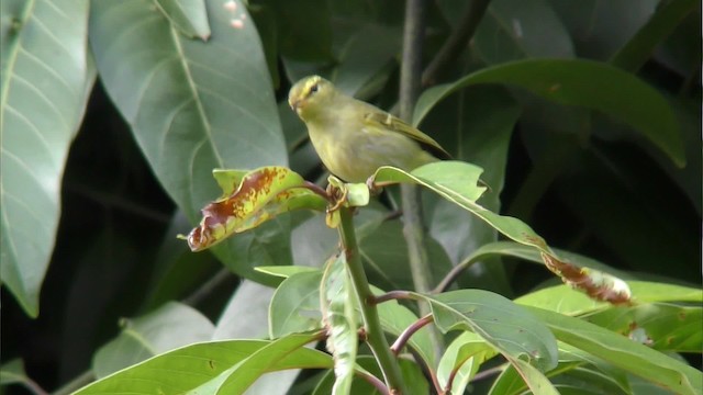 Kloss's Leaf Warbler - ML201152951