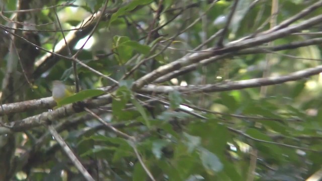 Chestnut-crowned Warbler - ML201153011