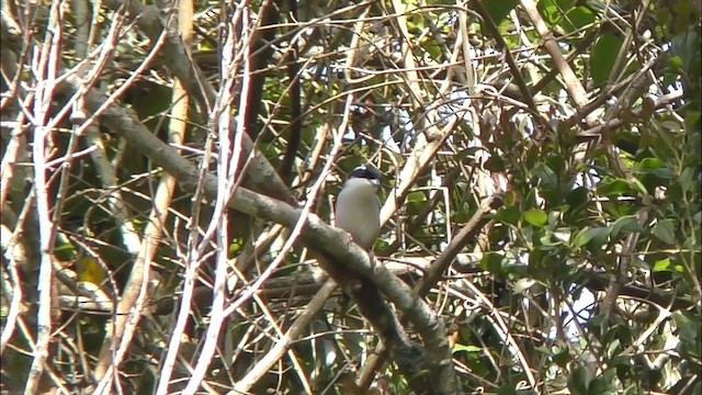 White-browed Shrike-Babbler (Dalat) - ML201153021