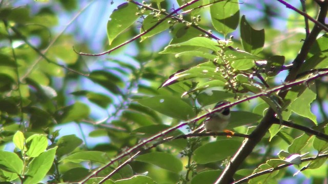 Black-throated Tit (Gray-crowned) - ML201153101