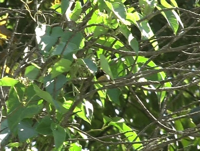 Black-throated Sunbird - ML201153441