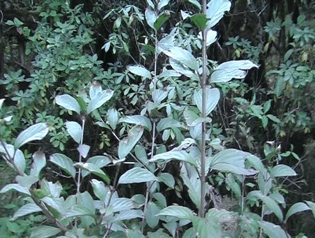 Blyth's Leaf Warbler - ML201153451