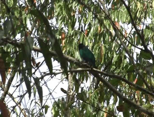 Asian Emerald Cuckoo - ML201153471