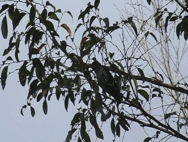 Asian Emerald Cuckoo - ML201153681