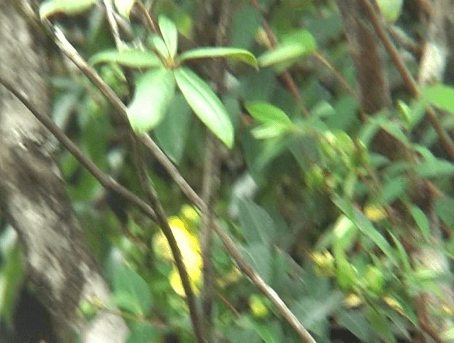 Green-tailed Sunbird - ML201153761