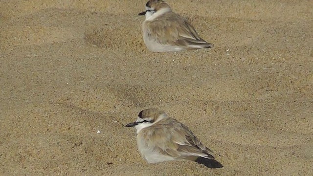 White-fronted Plover - ML201153951
