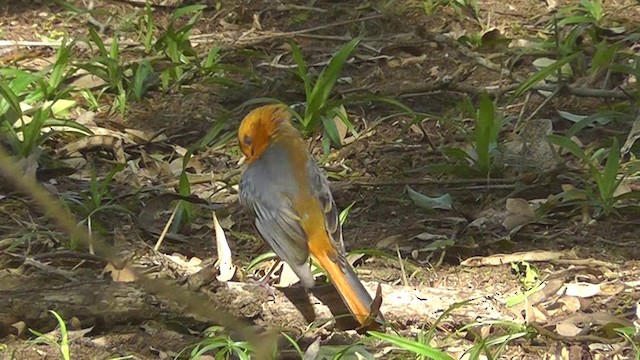 Red-capped Robin-Chat - ML201154181