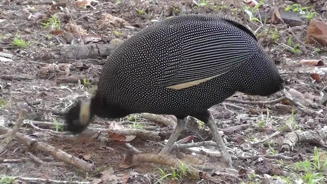 Southern Crested Guineafowl - ML201154241