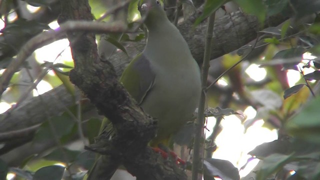 African Green-Pigeon (Gray-breasted) - ML201154311