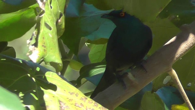Choucador à ventre noir - ML201154411