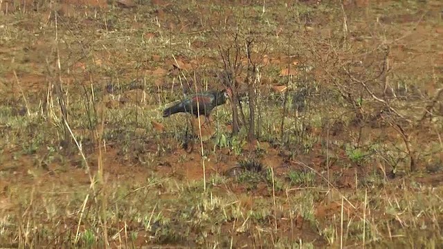 ibis jihoafrický - ML201154431