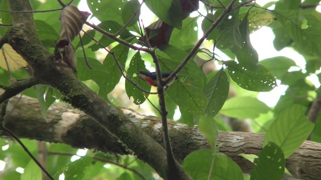 Fire-breasted Flowerpecker (Fire-breasted) - ML201154531