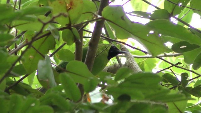 Greater Green Leafbird - ML201154601