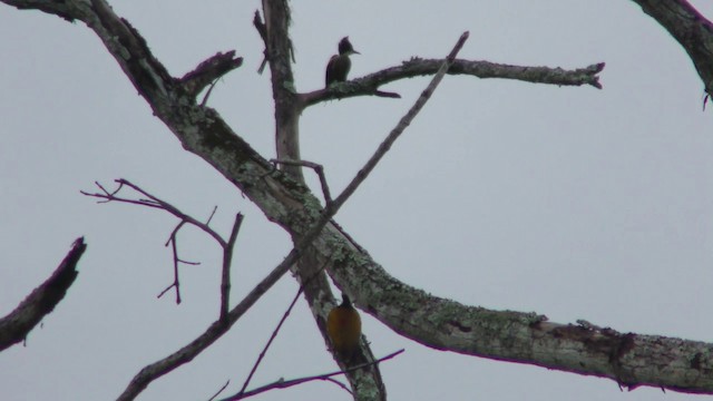 Heart-spotted Woodpecker - ML201154661
