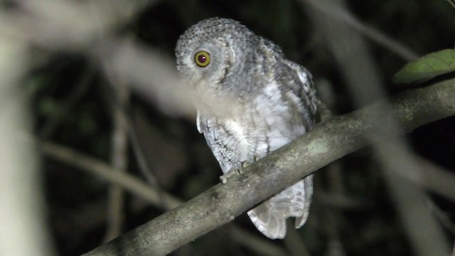 Oriental Scops-Owl - ML201154751