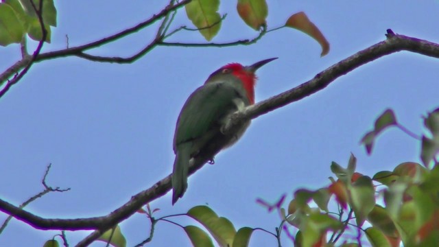 Red-bearded Bee-eater - ML201154851