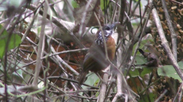 Spot-necked Babbler - ML201154941