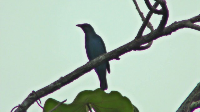 Asian Fairy-bluebird - ML201155091
