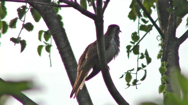 Banded Bay Cuckoo - ML201155101