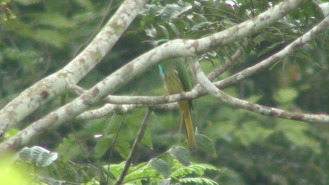 Blue-bearded Bee-eater - ML201155181