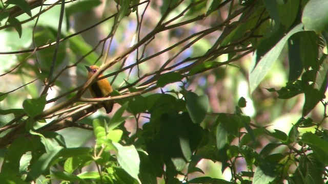 White-browed Piculet - ML201155271
