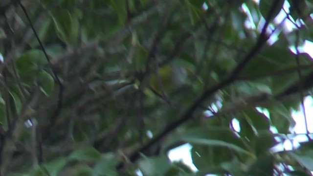 Chestnut-crowned Warbler - ML201155341