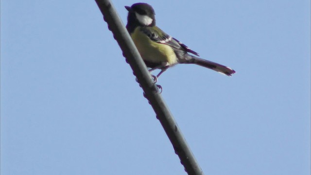 Green-backed Tit - ML201155591