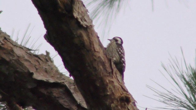 Gray-capped Pygmy Woodpecker - ML201155611