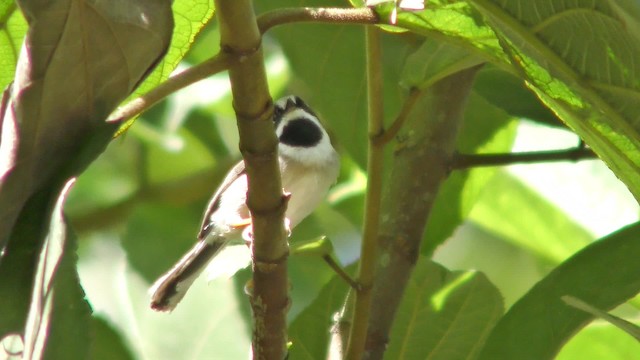 Black-throated Tit (Gray-crowned) - ML201155621