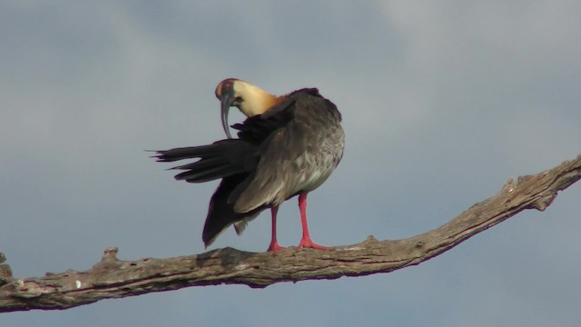 Buff-necked Ibis - ML201155831