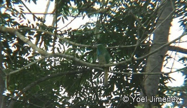 Blue-bearded Bee-eater - ML201155901