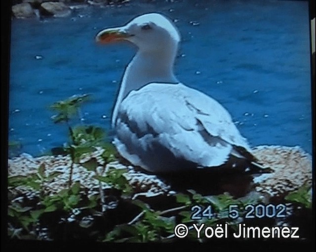 Yellow-legged Gull (michahellis) - ML201156291