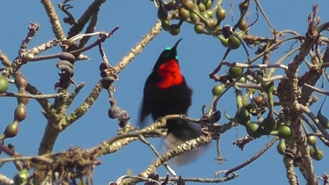Scarlet-chested Sunbird - ML201156761