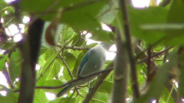 Blue-gray Tanager - ML201156781