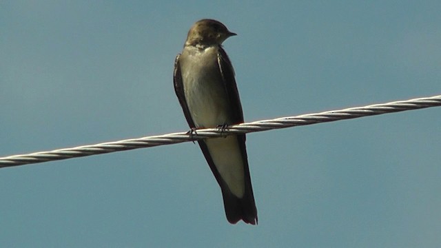 Northern Rough-winged Swallow (Northern) - ML201157091