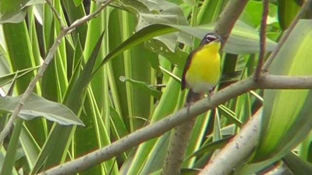 Yellow-breasted Chat - ML201157211