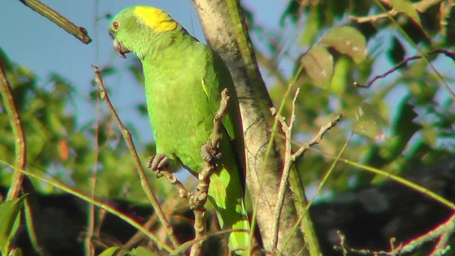 Yellow-naped Parrot - ML201157231