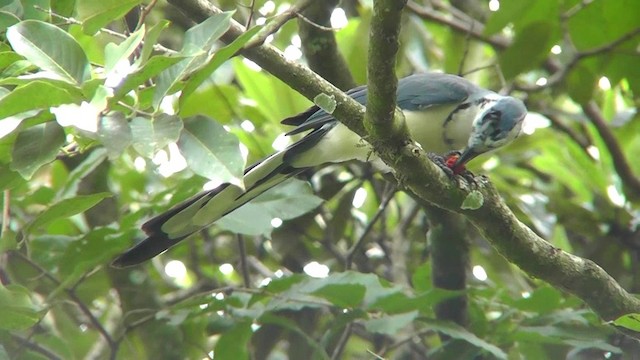 White-throated Magpie-Jay - ML201157261