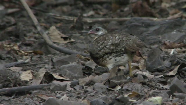 Scaly-breasted Partridge (Green-legged) - ML201157451
