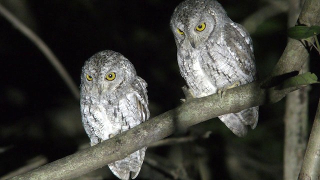 Oriental Scops-Owl - ML201157541