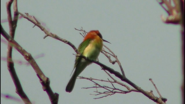 Chestnut-headed Bee-eater - ML201157921