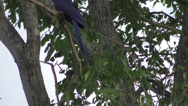 Hyacinth Macaw - ML201158061