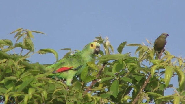 Turquoise-fronted Parrot - ML201158171