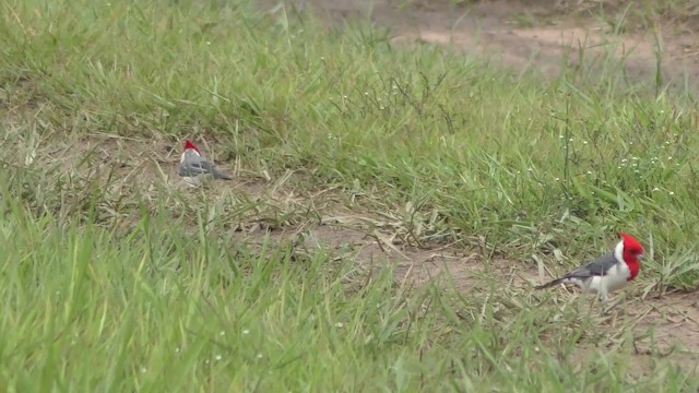 Red-crested Cardinal - ML201158281