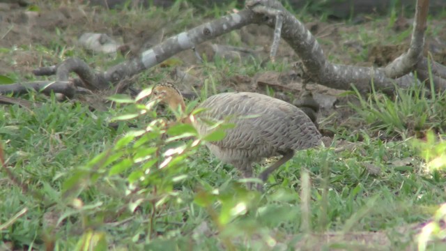 Red-winged Tinamou - ML201158311