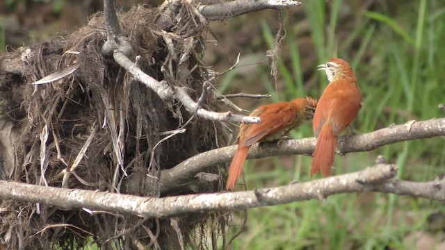 Rusty-backed Spinetail - ML201158391