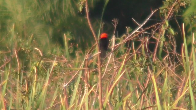 Scarlet-headed Blackbird - ML201158411