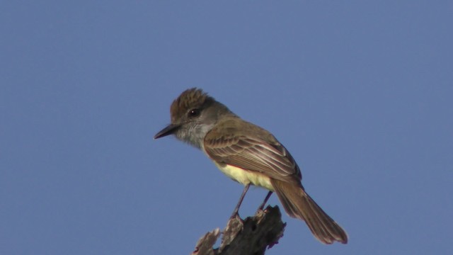 Short-crested Flycatcher - ML201158421