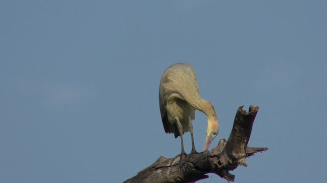 Whistling Heron - ML201158541