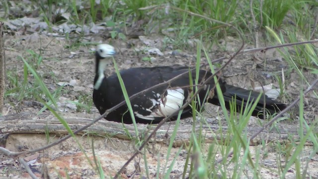White-throated Piping-Guan - ML201158601